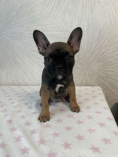 Французский бульдог