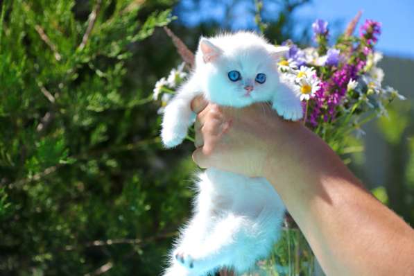 Британские котята