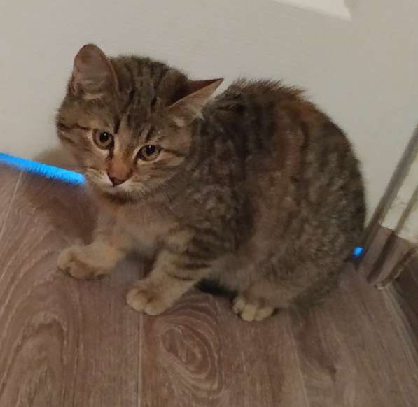 Отдам котят в хорошие руки
