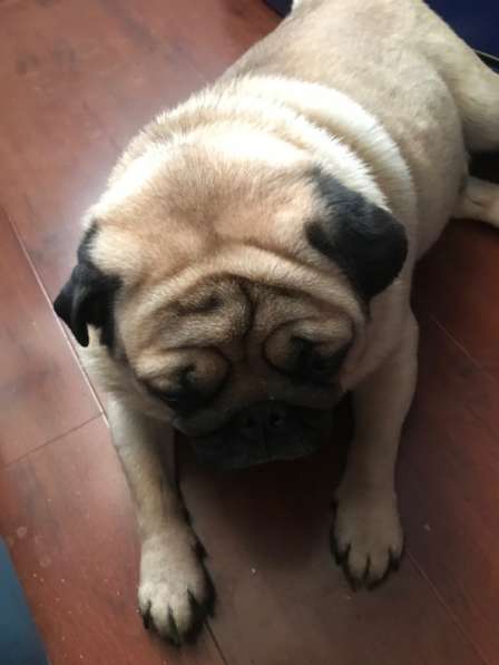 Мопс в Москве