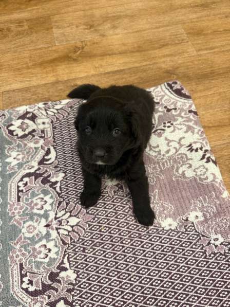 Щенки, отдаем даром, в добрые руки в Тольятти фото 7