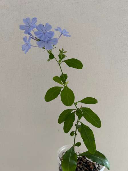 Комнатные растения в Аксае фото 3