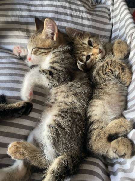 Отдам в добрые руки котят в Сочи фото 3