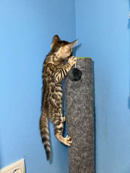 Котята бенгальские в Новокуйбышевске