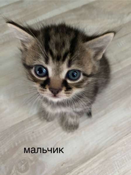 Котята от британской вислоухой кошки, метисы в Можайске фото 3