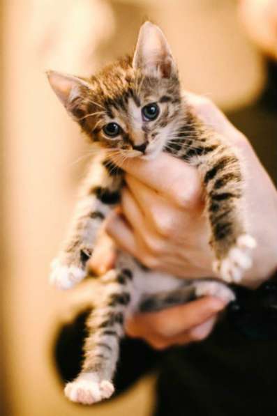 Отдам даром Очаровательные малыши ищут дом в Санкт-Петербурге фото 5