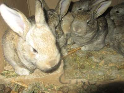 кроликов в Волгодонске фото 3