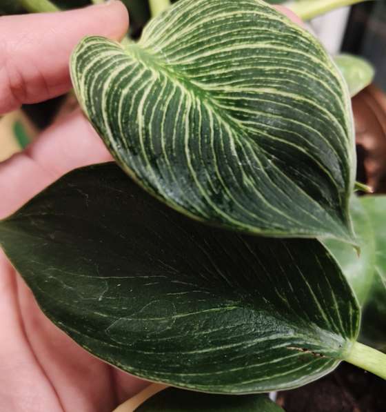 Филодендрон Биркин в Волгограде