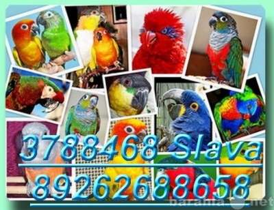 Элитпопугаи из питомника "МНП"