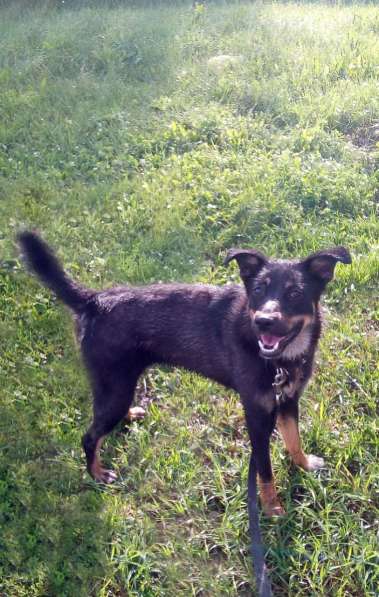 Собака в добрые руки в Подольске фото 4