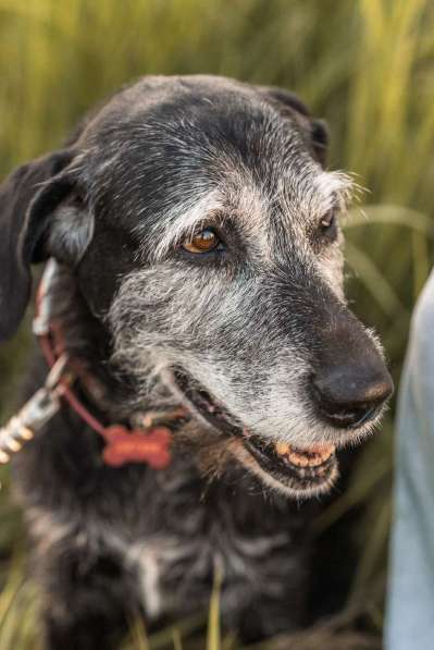 Спокойная мудрая Джулия ищет теплый уголок! в Москве