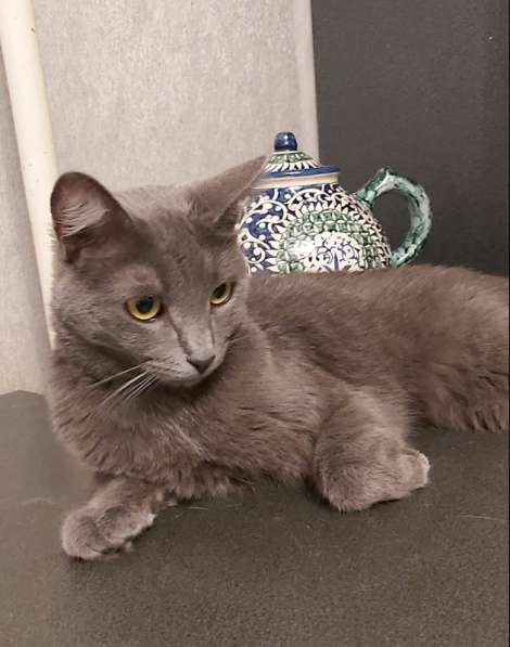 Дымка, русская голубая в добрые руки в Москве фото 4