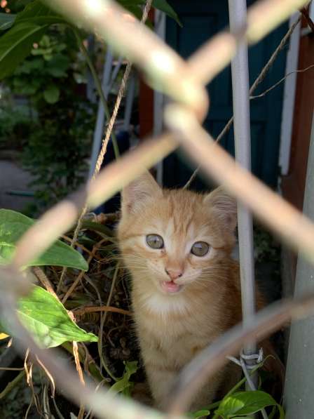 Котенок в Армавире
