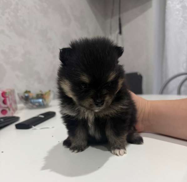 Щенки шпица в Смоленске