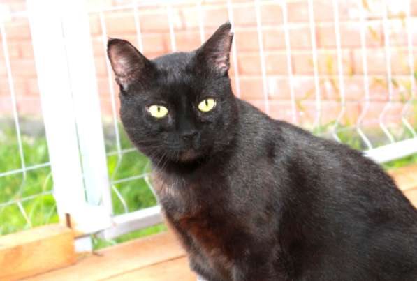 Кошка в добрые руки в Калуге фото 20