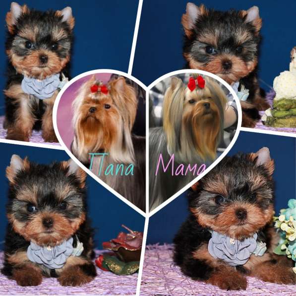 Маленькая девочка Йоркширского терьера