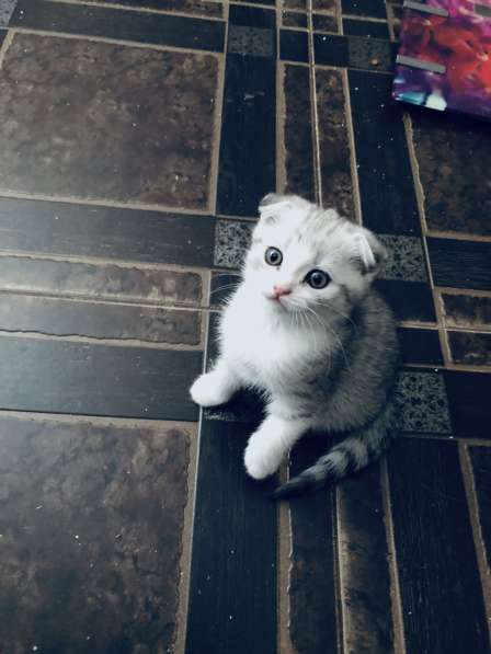 Котята вислоухие шотландские в Ставрополе