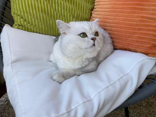 Шотландский кот на вязку в фото 7