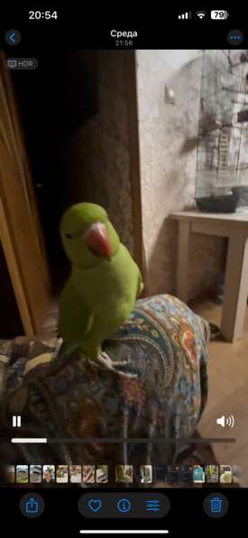 Ожереловый попугай в Москве фото 3