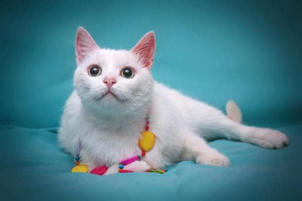 Белая кошечка Одри в добрые руки в Москве фото 18