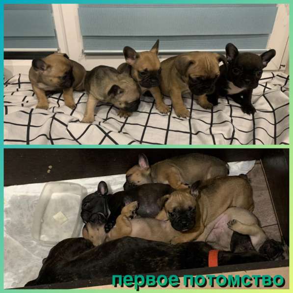 Французские бульдоги в Волжский
