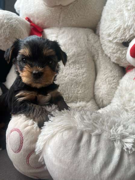 Йоркширский терьер мини