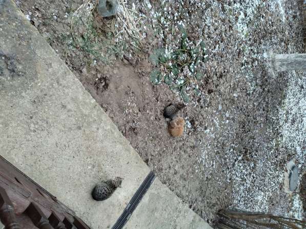 Отдам в добрые руки пятимесячных котят