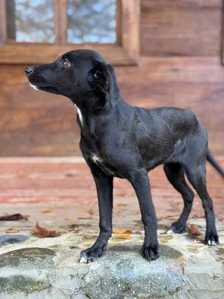 Два чудесных щеночка (девочки) ищут дом! в Москве фото 7