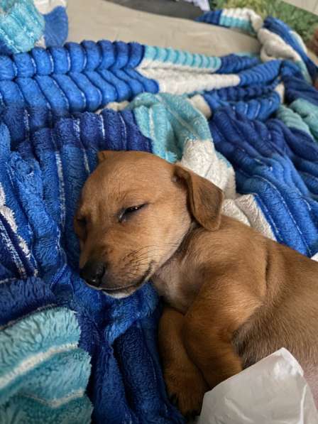 Щенок джек рассел в Майкопе