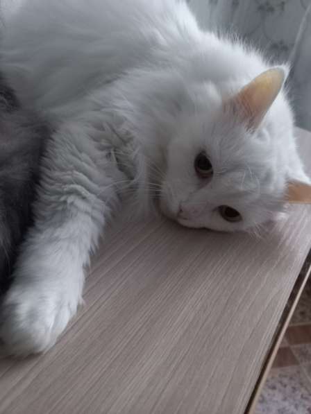 Кот сибиряк,4 года в Новосибирске фото 28