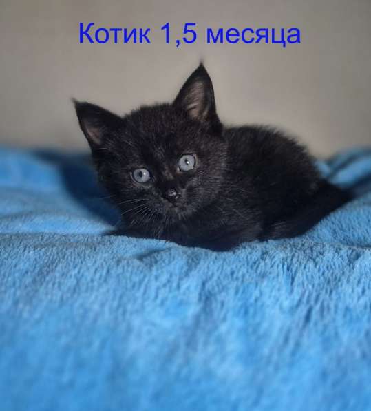 Ласковые и весёлые котята ищут дом! в Москве фото 3