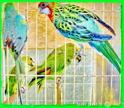 Волнистые попугаи, Неразлучники, Кореллы Москва в Москве фото 3