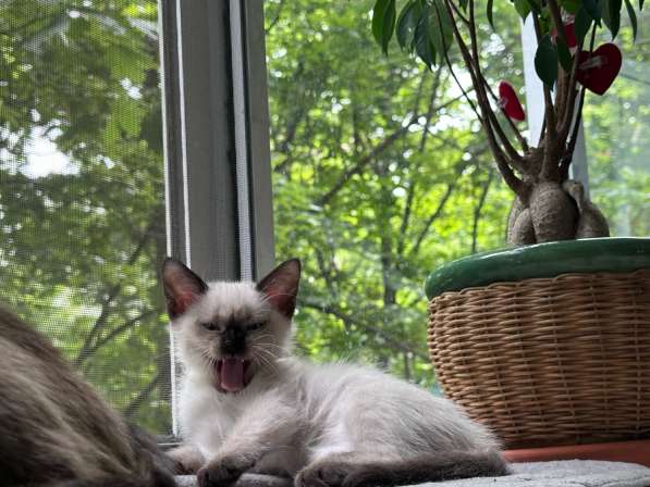 Тайский котенок в Москве
