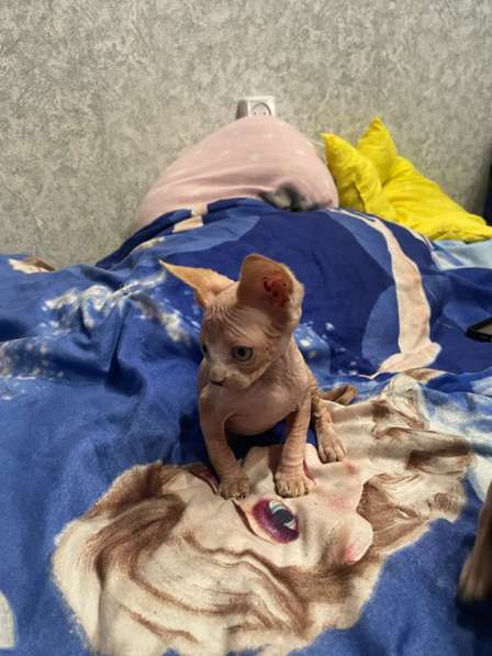 Канадский сфинкс в Твери фото 4