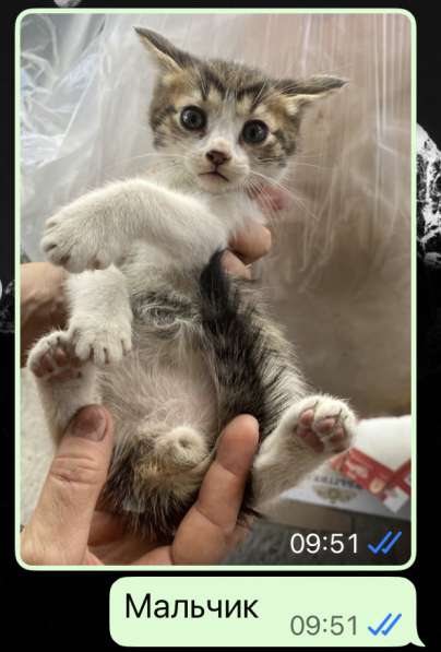 Котята в добрые руки в Грозном фото 6