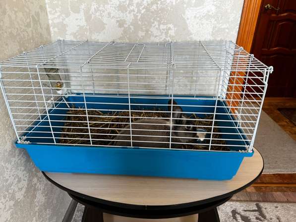 Зайчик в Нефтеюганске