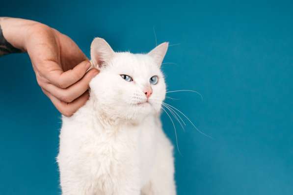 Белый синеглазый кот Топаз в добрые руки в Москве фото 5