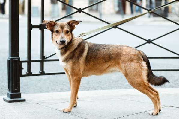 Очаровательная собачка компактного размера в Санкт-Петербурге фото 44