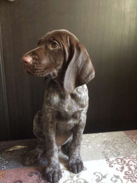 Щенки курцхаара в Санкт-Петербурге фото 15