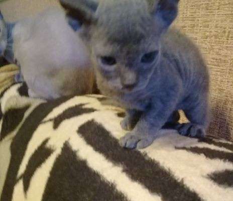 Донской сфинкс в фото 9