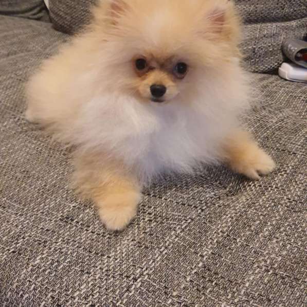 Pomeranian Kleinspitz Welpen в 