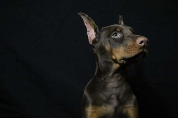 Doberman puppy в фото 4