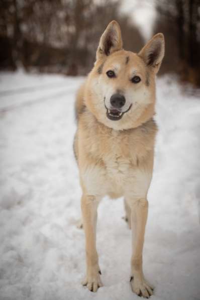 Лайка из приюта в дар в Москве фото 9