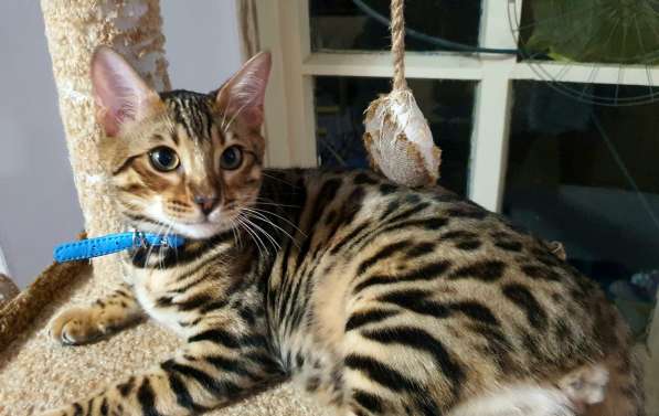 Бенгальские котята, шикарная кошечка, документы WCF, питомн в фото 34