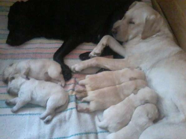 Лабрадора щенков продам в Тюмени фото 7
