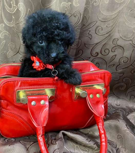 Мальтипу F1 мини в Москве фото 4