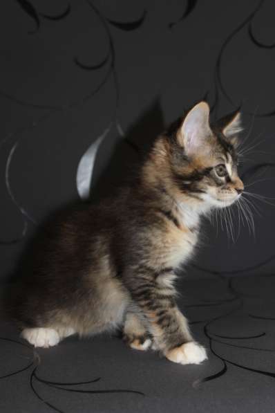 Тикированные котята Мейн Кун в Калининграде фото 10