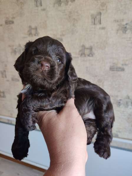 Щенки декоративных пород собак в Москве фото 10