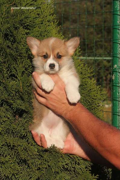 Щенки вельш корги пемброк из питомника в Москве фото 24