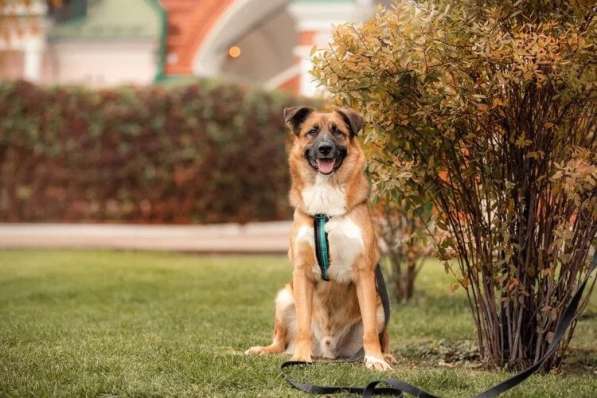 Солнечный Марти ищет дом в Москве фото 11